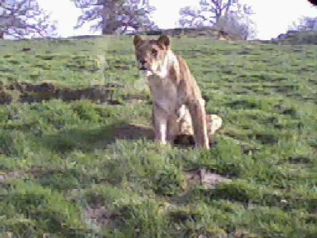 webp version
